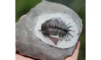 Cyrtometopus sp.
