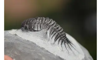 Cyrtometopus sp.