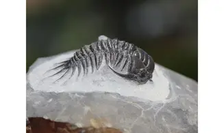 Cyrtometopus sp.