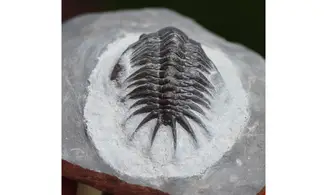 Cyrtometopus sp.