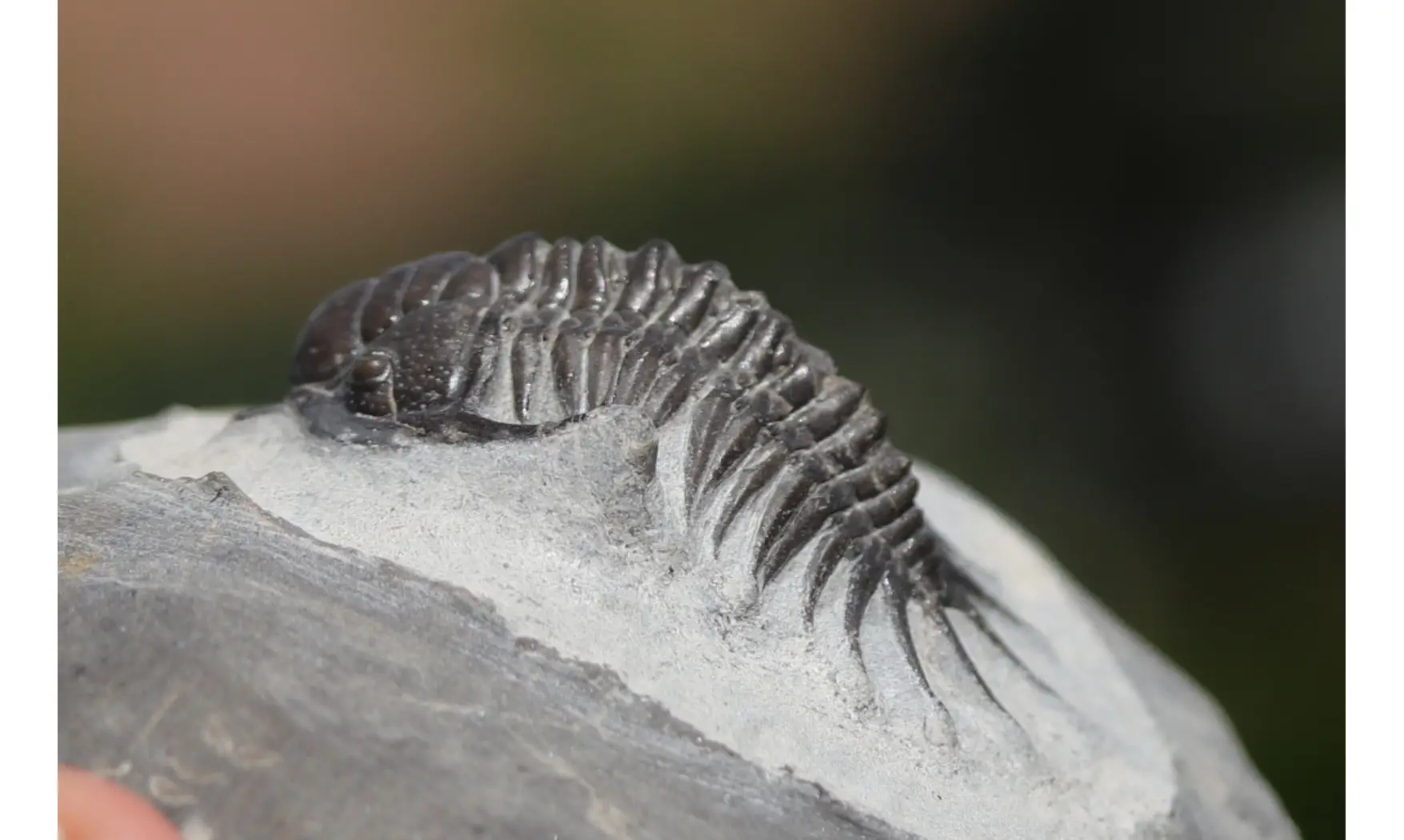 Cyrtometopus sp.