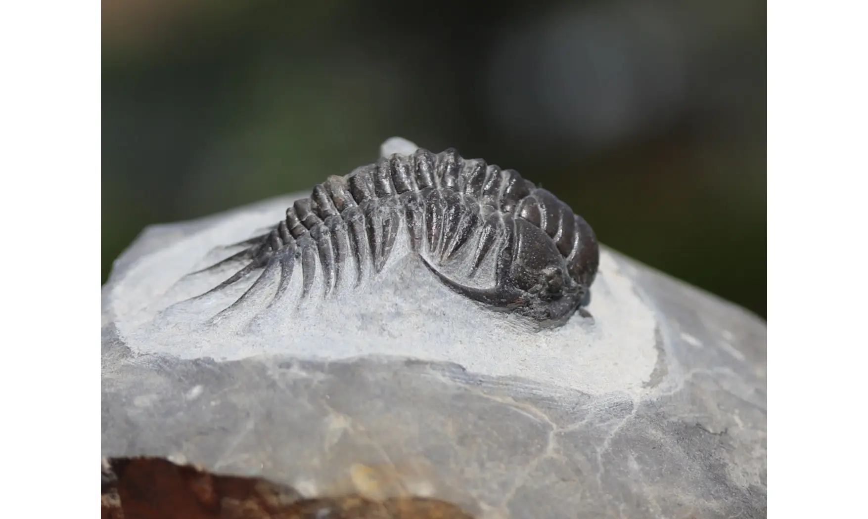 Cyrtometopus sp.
