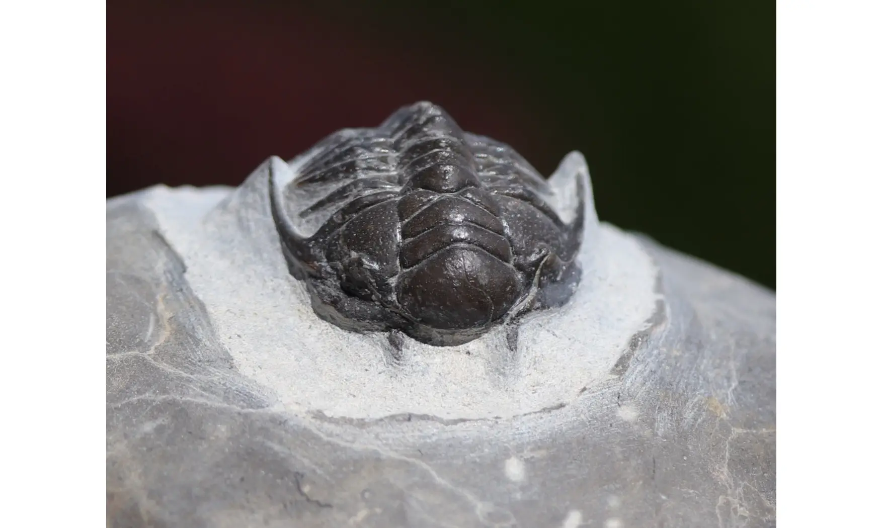 Cyrtometopus sp.