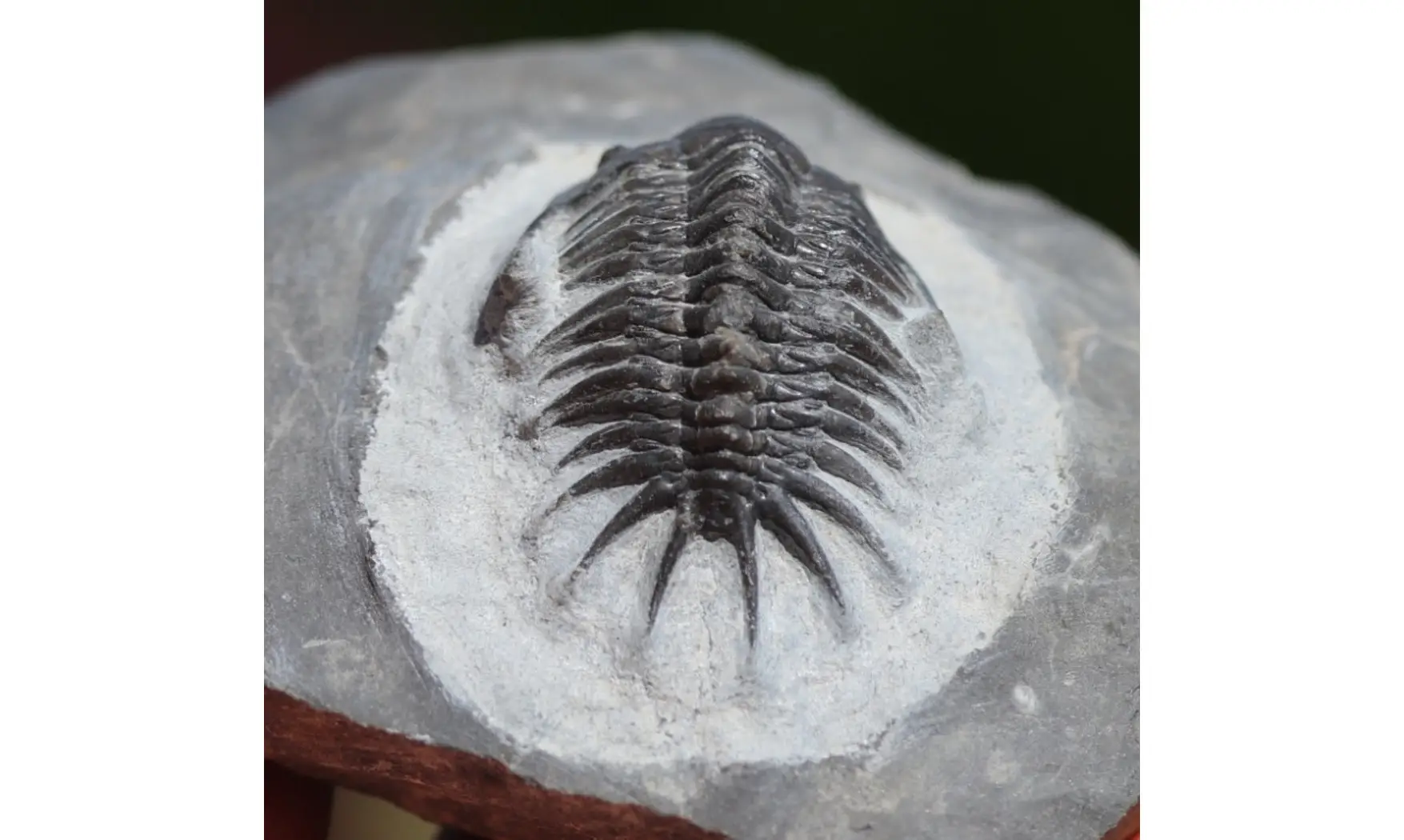 Cyrtometopus sp.