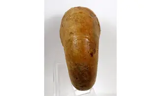 Ptychophylloceras dacquei