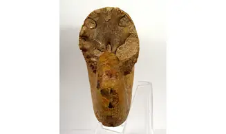 Ptychophylloceras dacquei