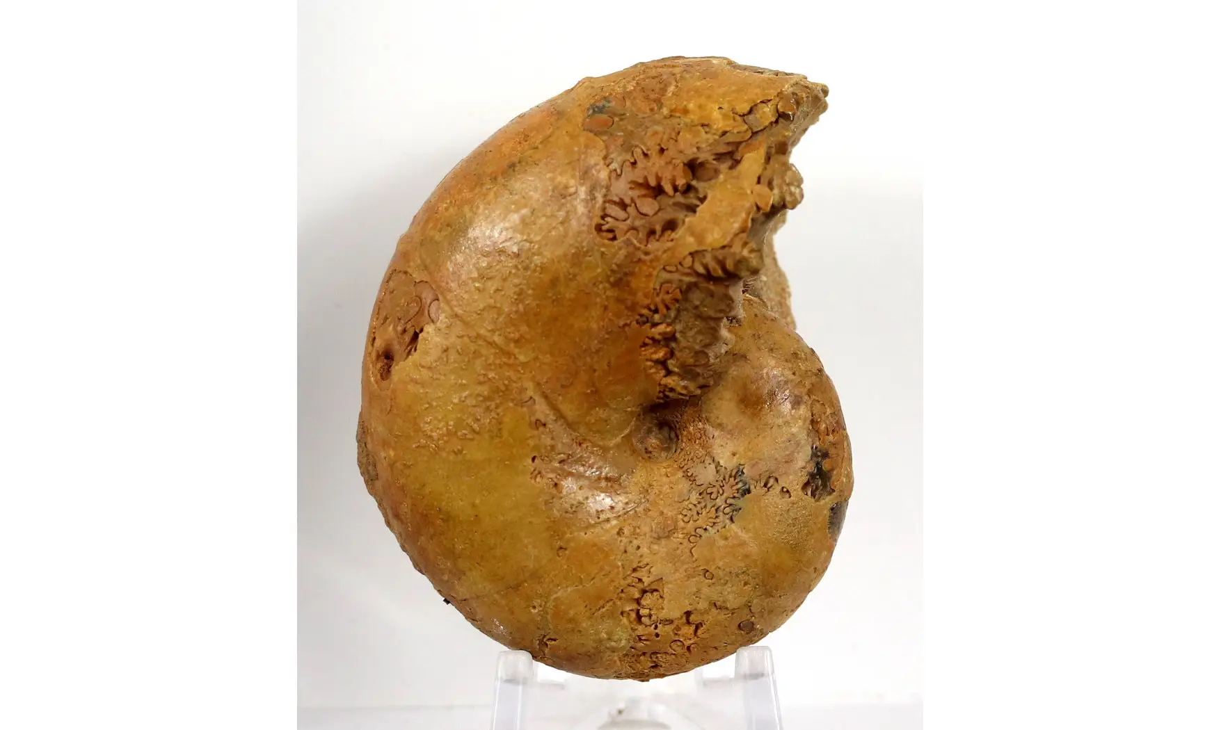 Ptychophylloceras dacquei