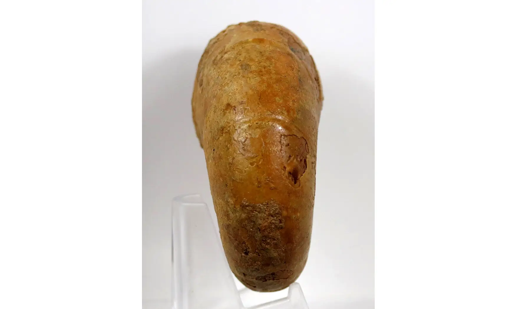 Ptychophylloceras dacquei