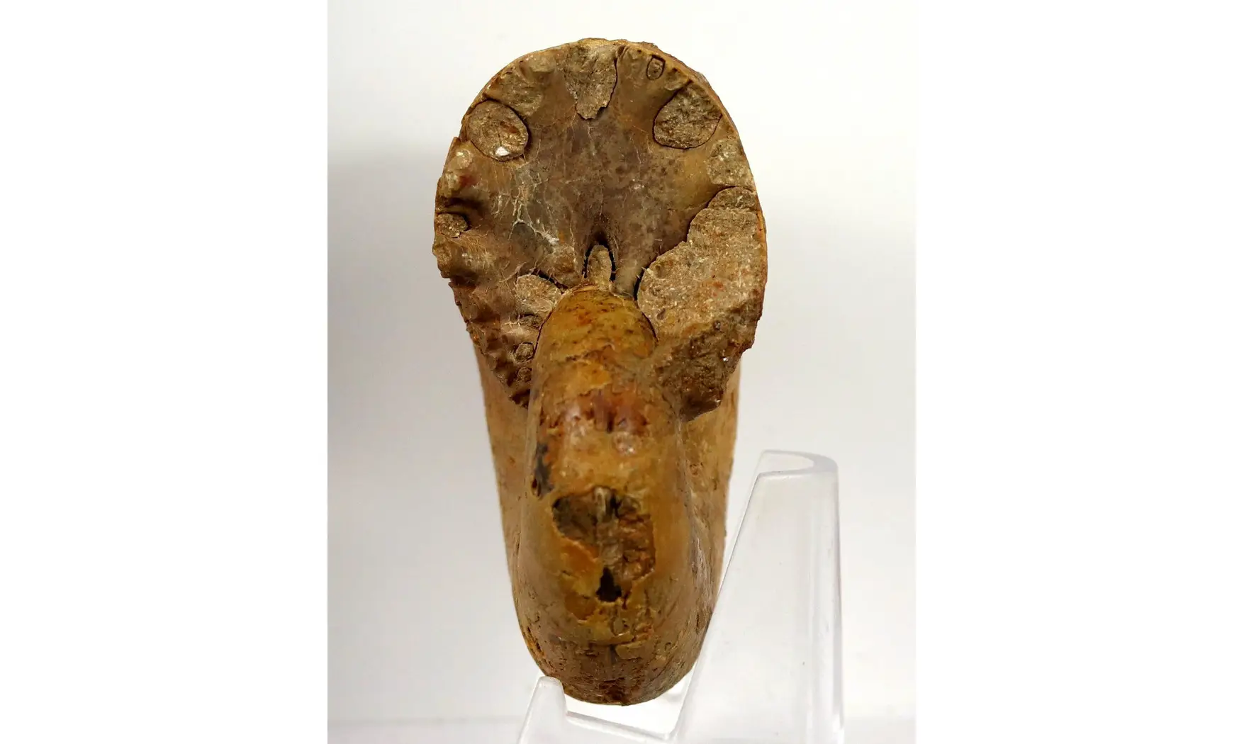 Ptychophylloceras dacquei