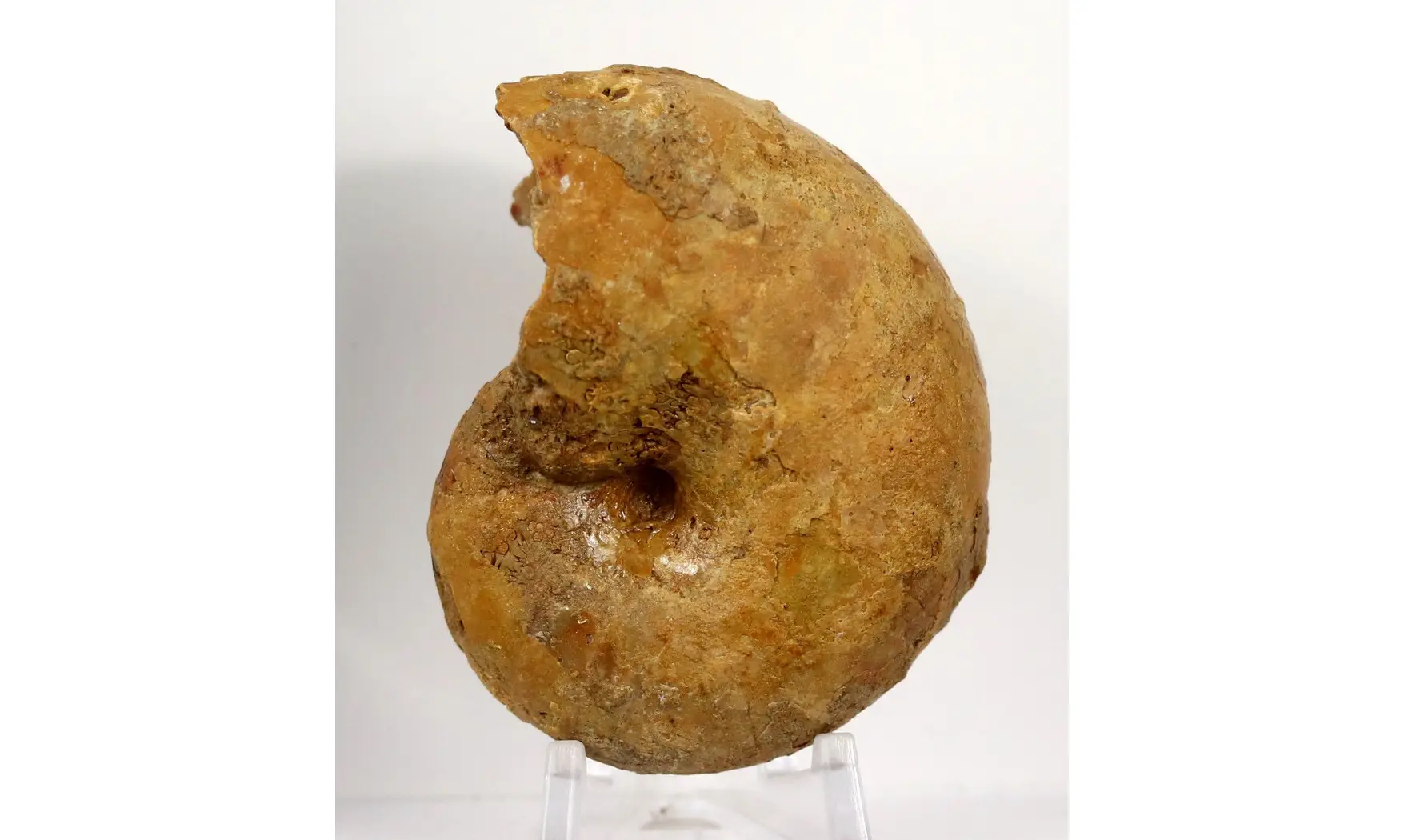 Ptychophylloceras dacquei