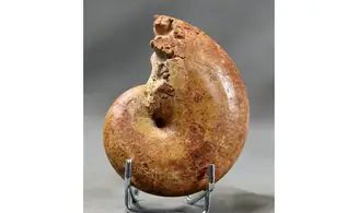 Adabofoloceras madagascariense