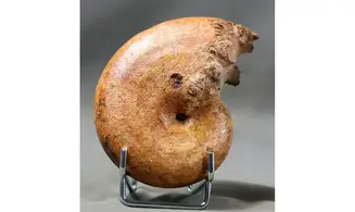 Adabofoloceras madagascariense