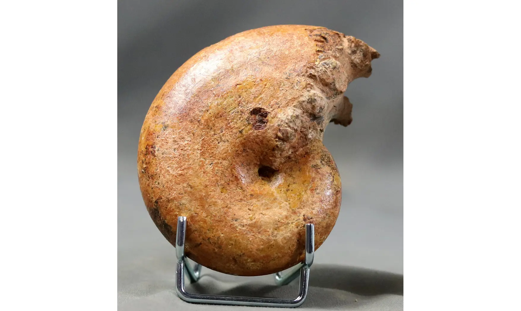Adabofoloceras madagascariense
