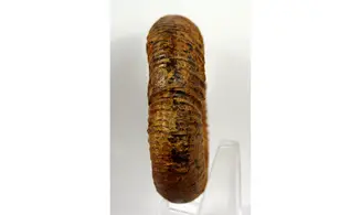 Orionoides lehmani