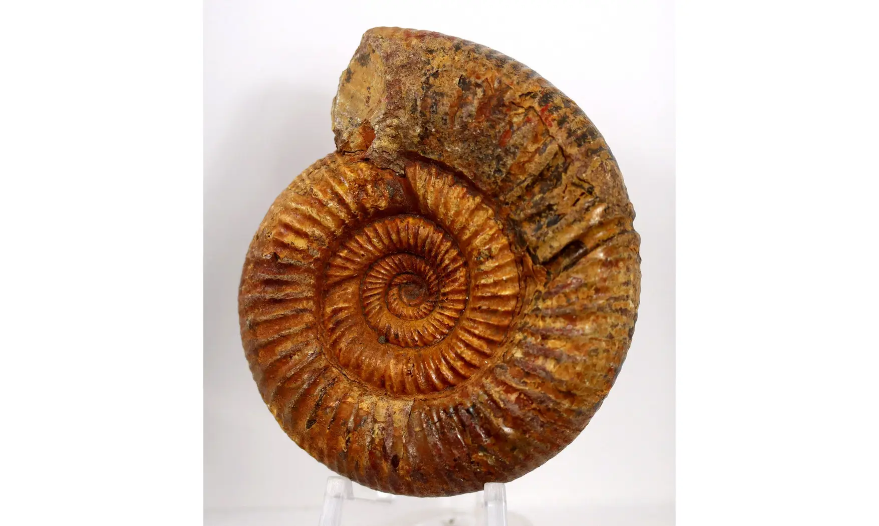 Orionoides lehmani