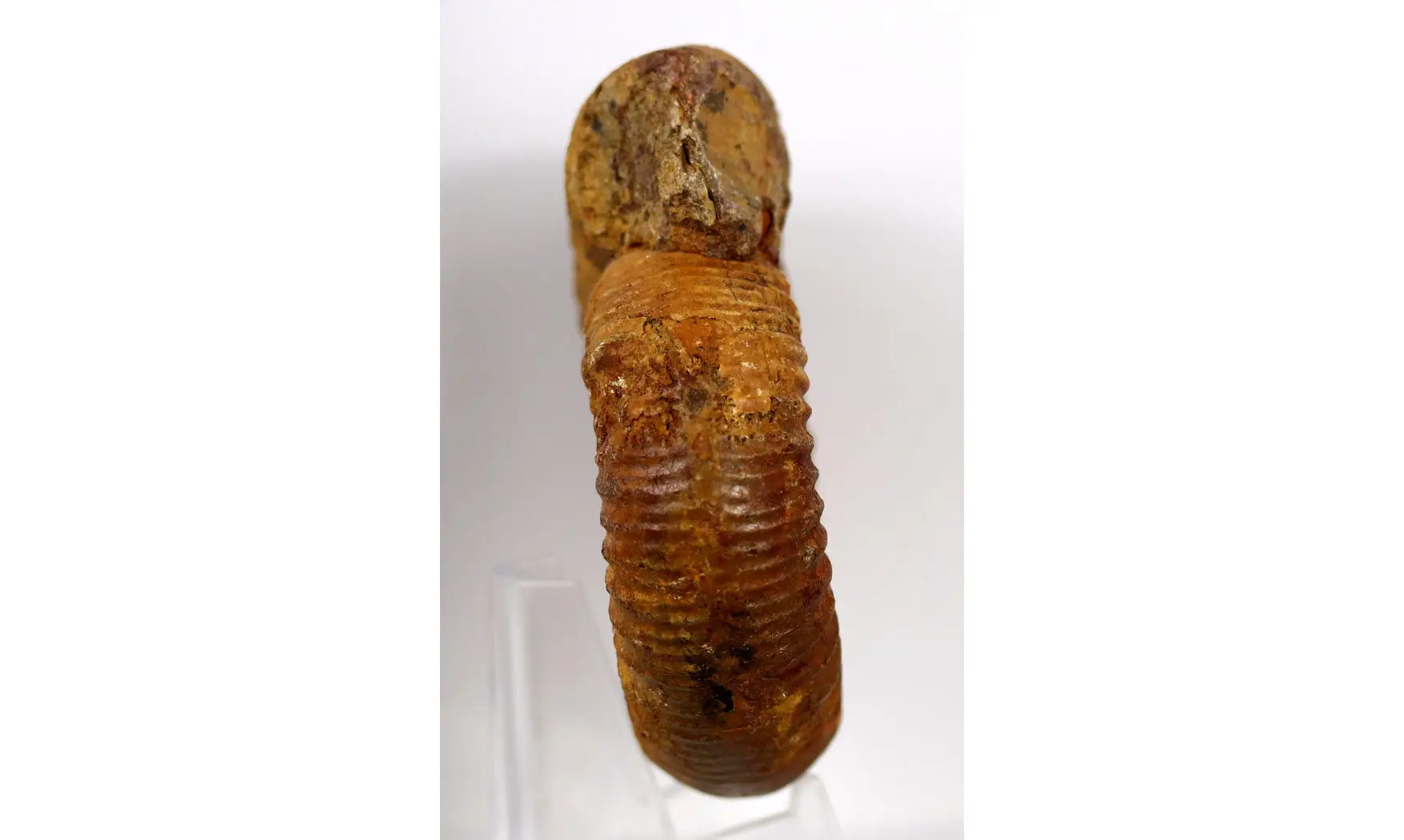 Orionoides lehmani