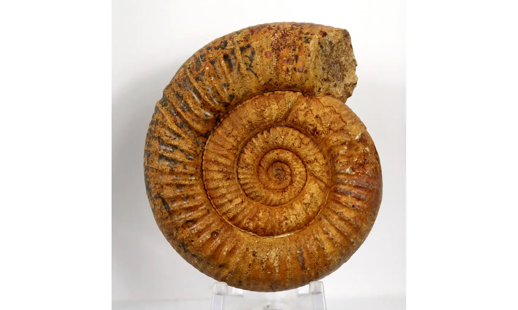 Orionoides lehmani