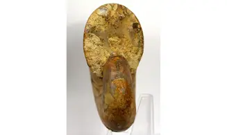 Ptychophylloceras subptychoidum
