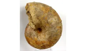 Ptychophylloceras subptychoidum