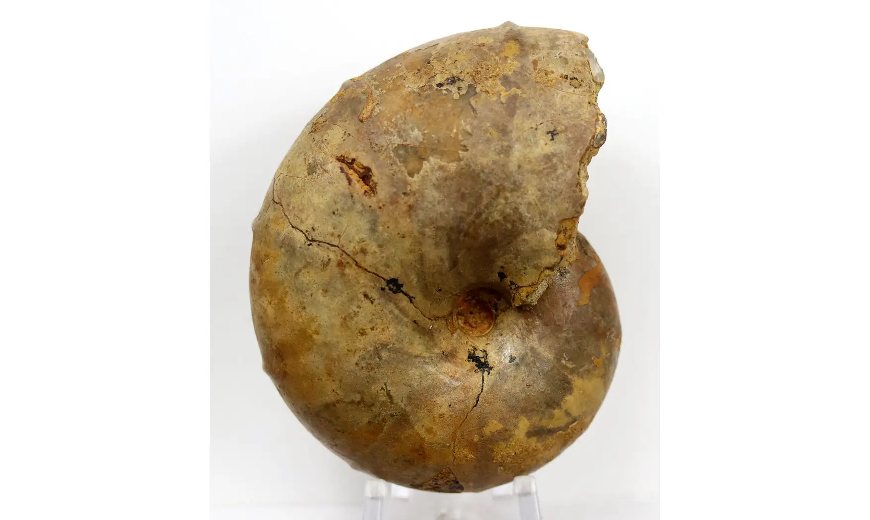 Ptychophylloceras subptychoidum