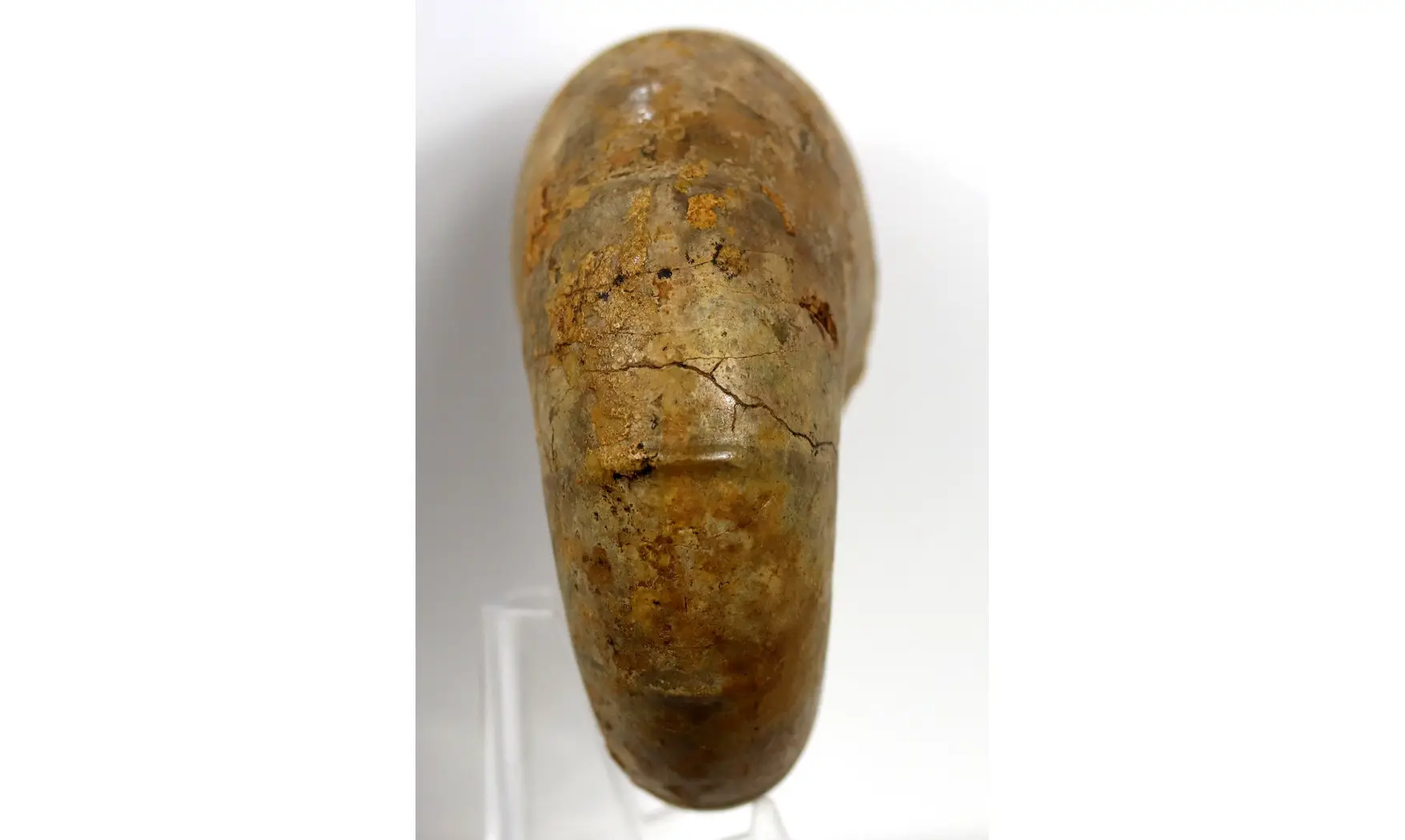 Ptychophylloceras subptychoidum