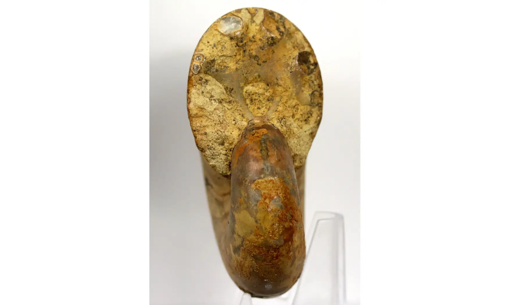 Ptychophylloceras subptychoidum