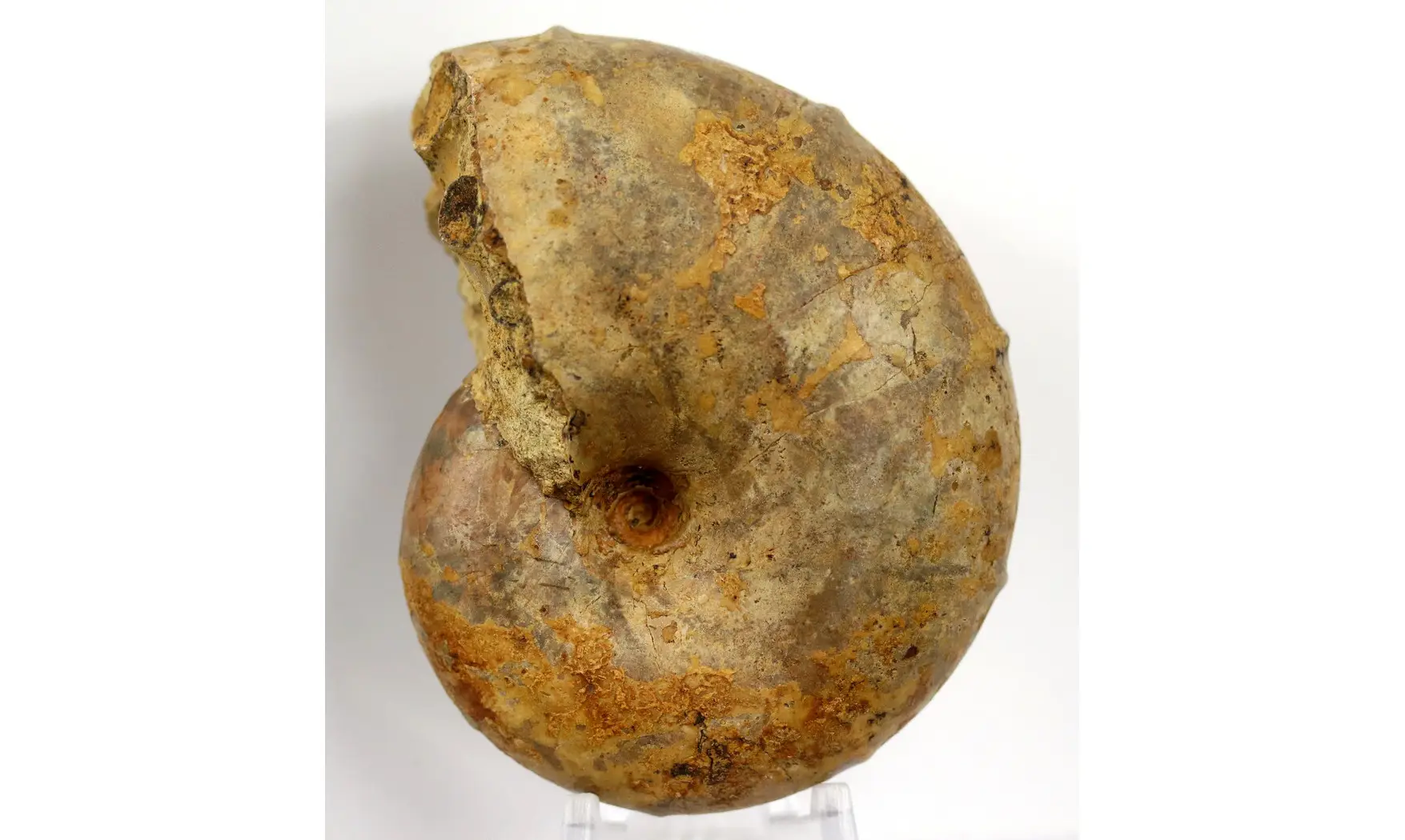 Ptychophylloceras subptychoidum