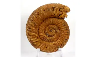 Orionoides lehmani