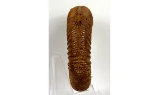 Orionoides lehmani