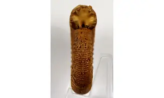 Orionoides lehmani