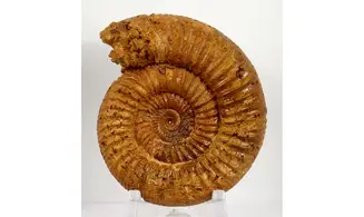 Orionoides lehmani