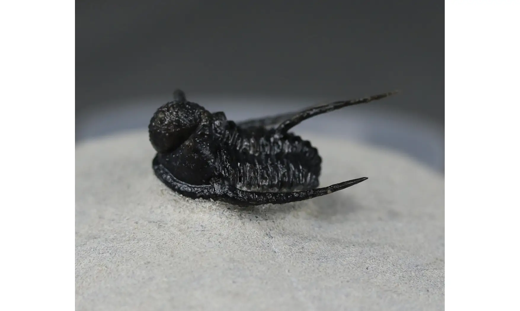 Cyphaspis boutscharafinense
