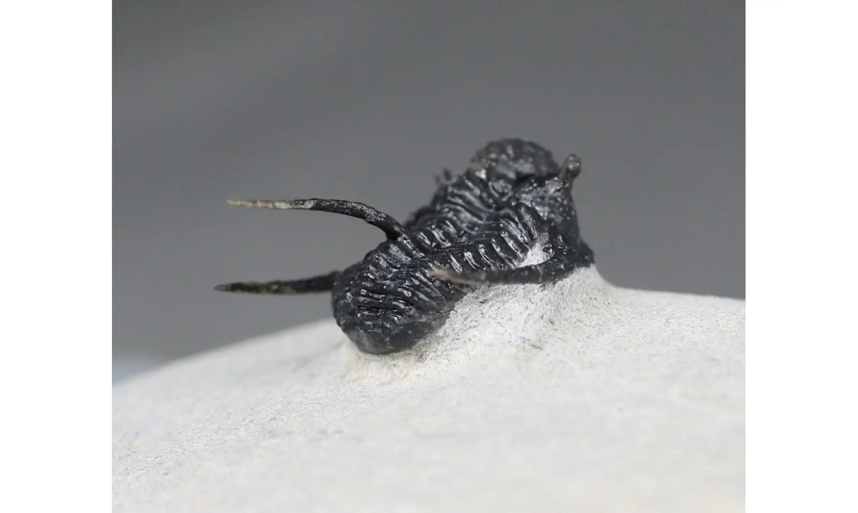 Cyphaspis boutscharafinense