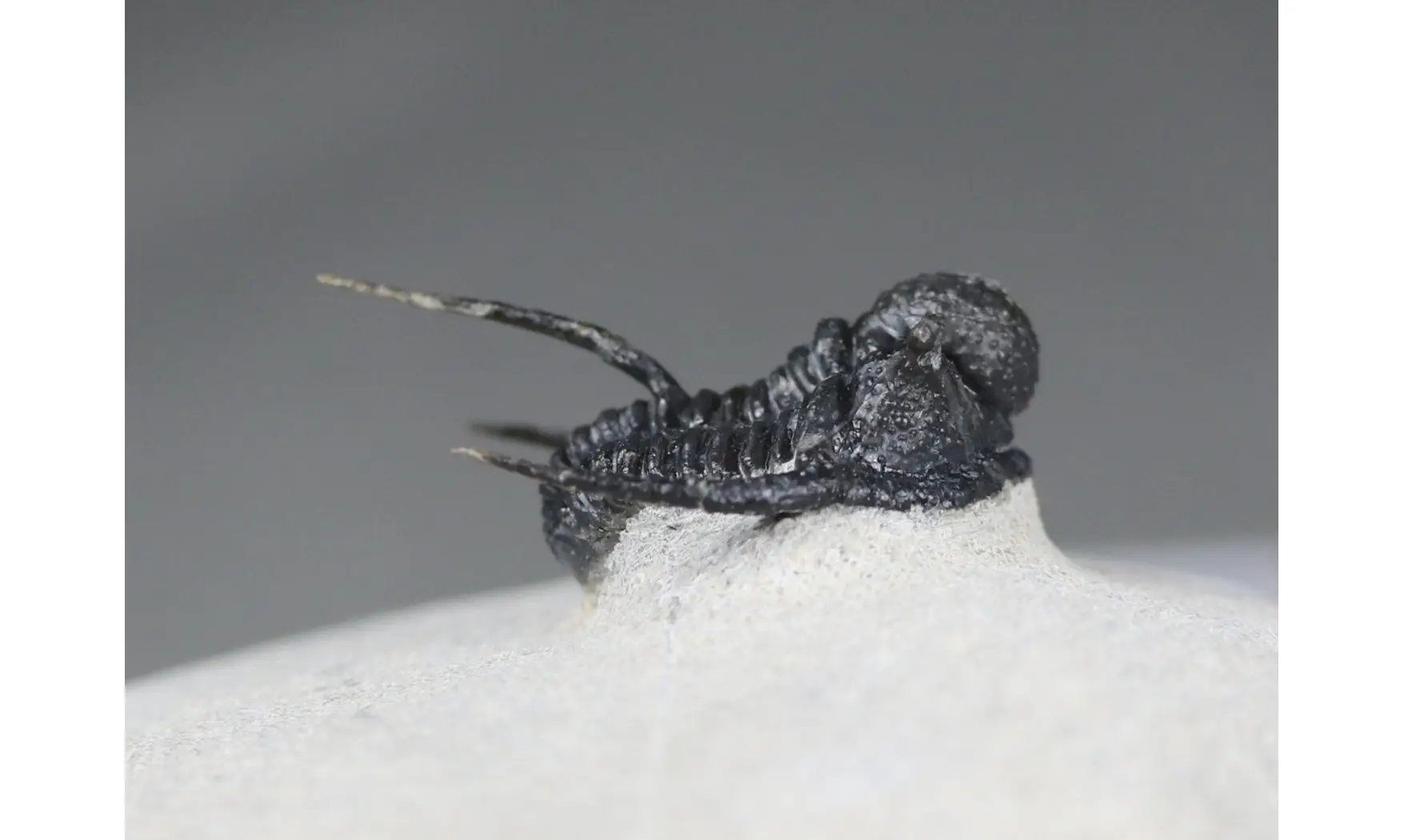 Cyphaspis boutscharafinense