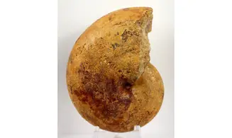 Adabofoloceras madagascariense