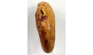 Adabofoloceras madagascariense