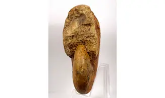 Adabofoloceras madagascariense