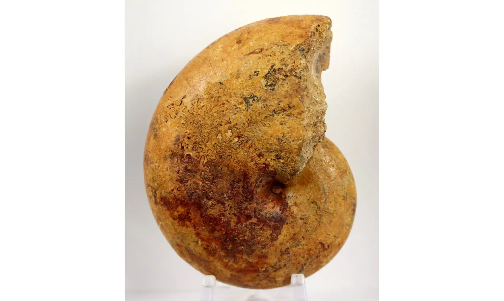 Adabofoloceras madagascariense