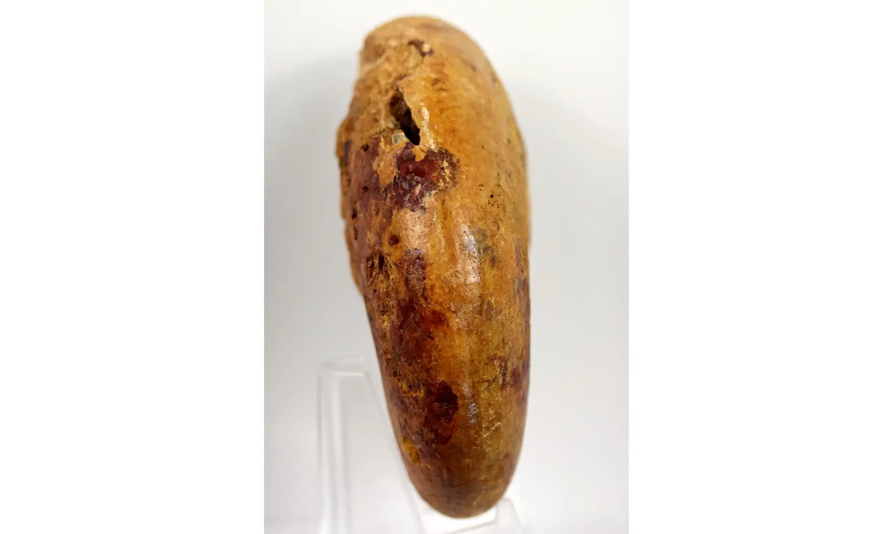 Adabofoloceras madagascariense