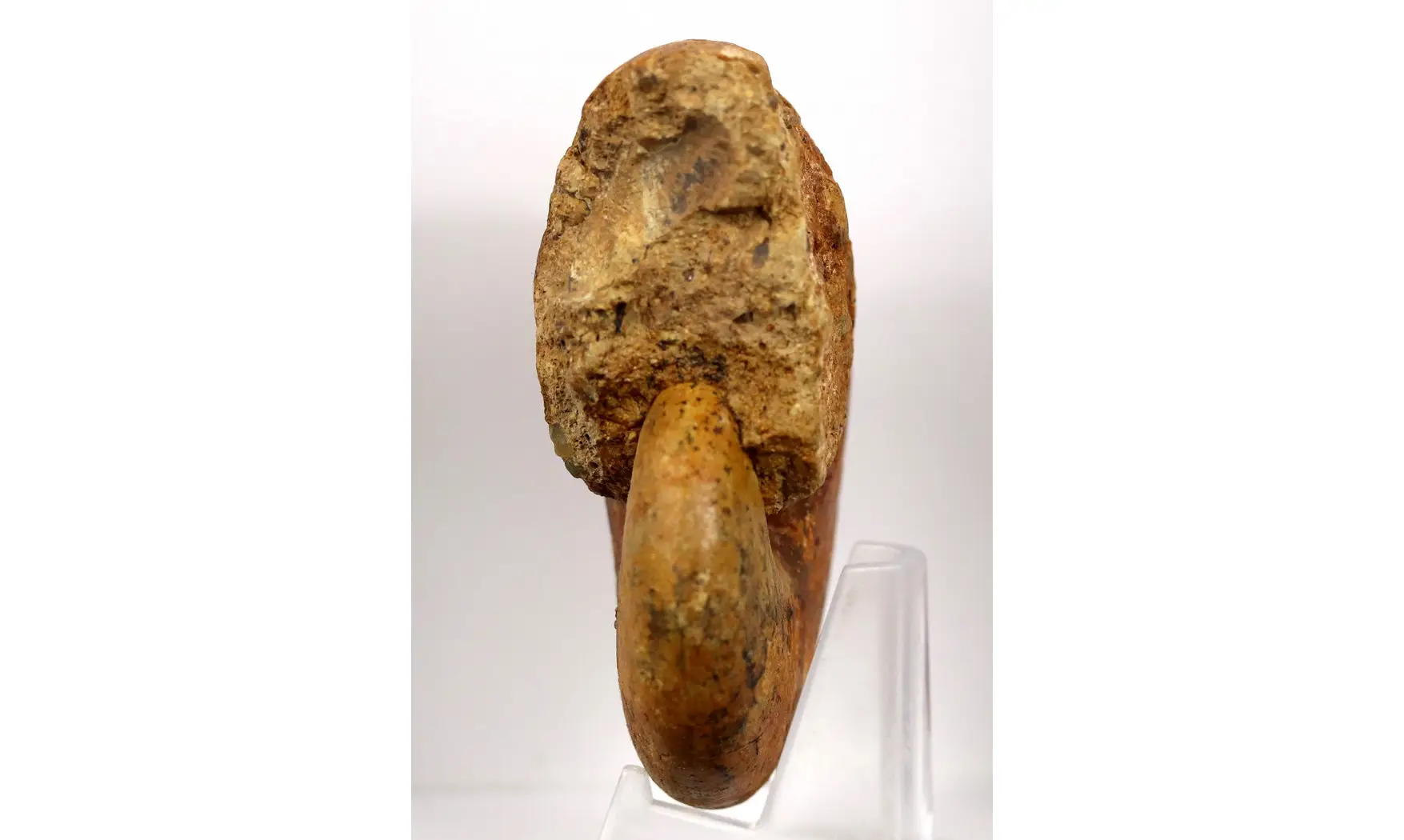 Adabofoloceras madagascariense