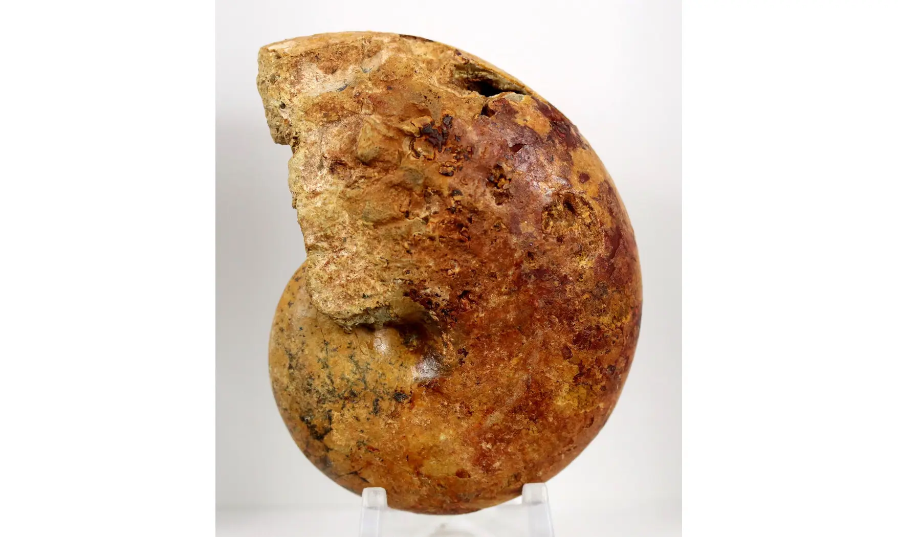 Adabofoloceras madagascariense