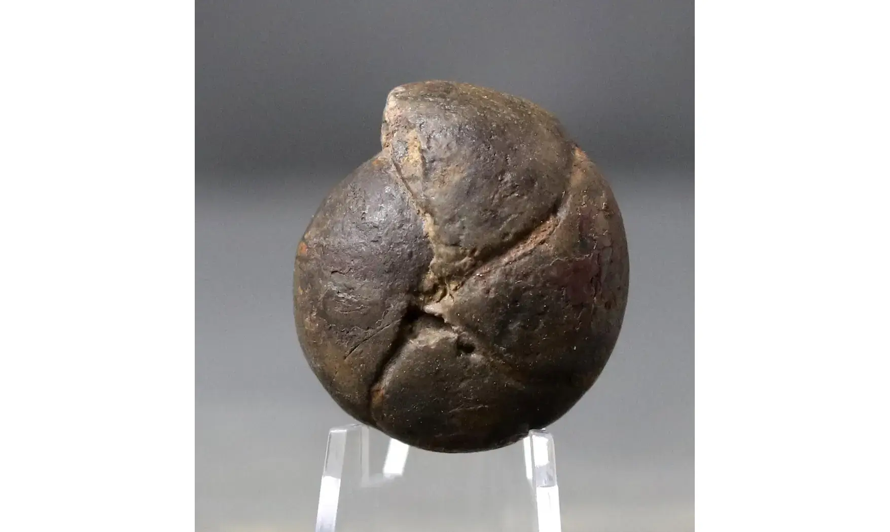 Cheiloceras subpartitum