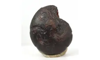 Cheiloceras subpartitum