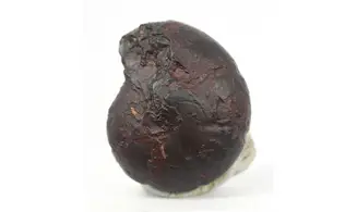 Cheiloceras subpartitum