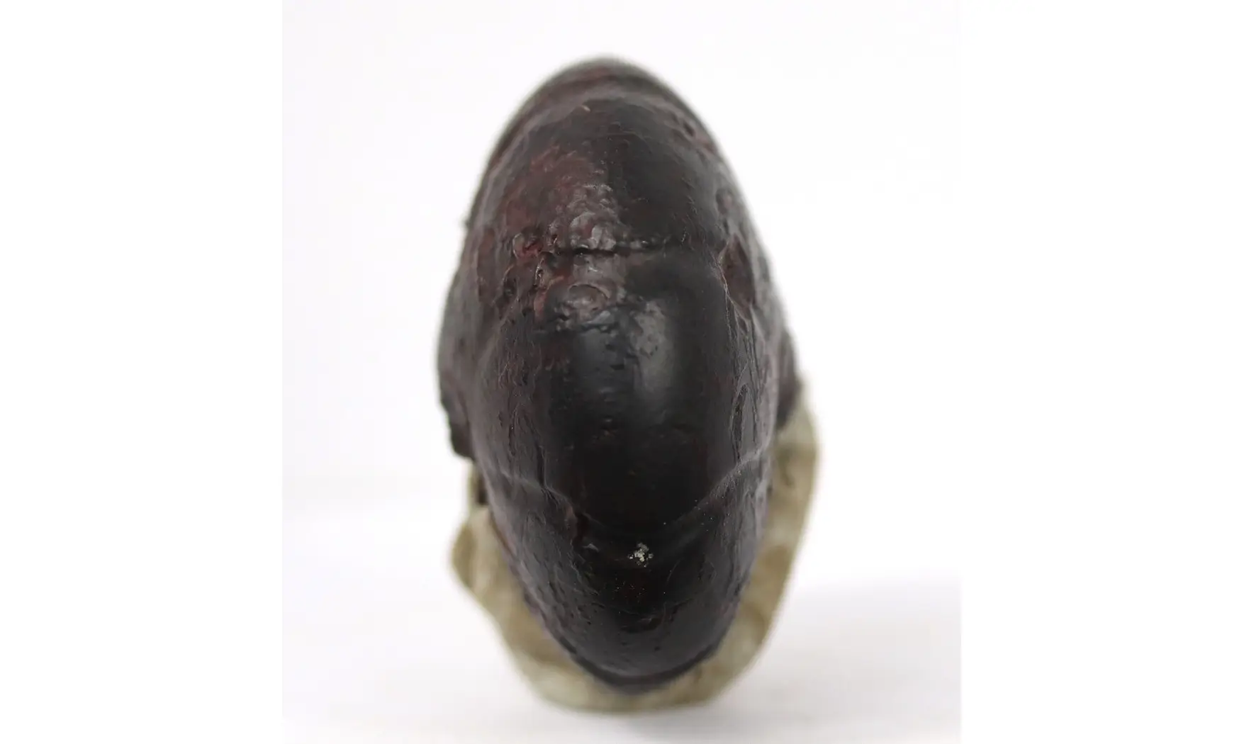 Cheiloceras subpartitum
