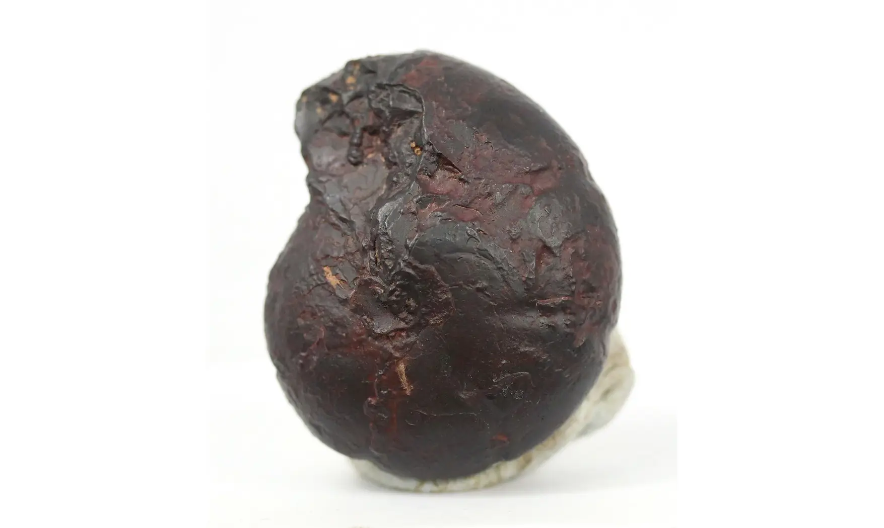 Cheiloceras subpartitum