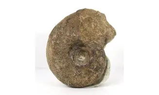 Stellanarcestes eos