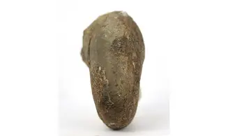 Stellanarcestes eos