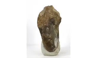 Stellanarcestes eos