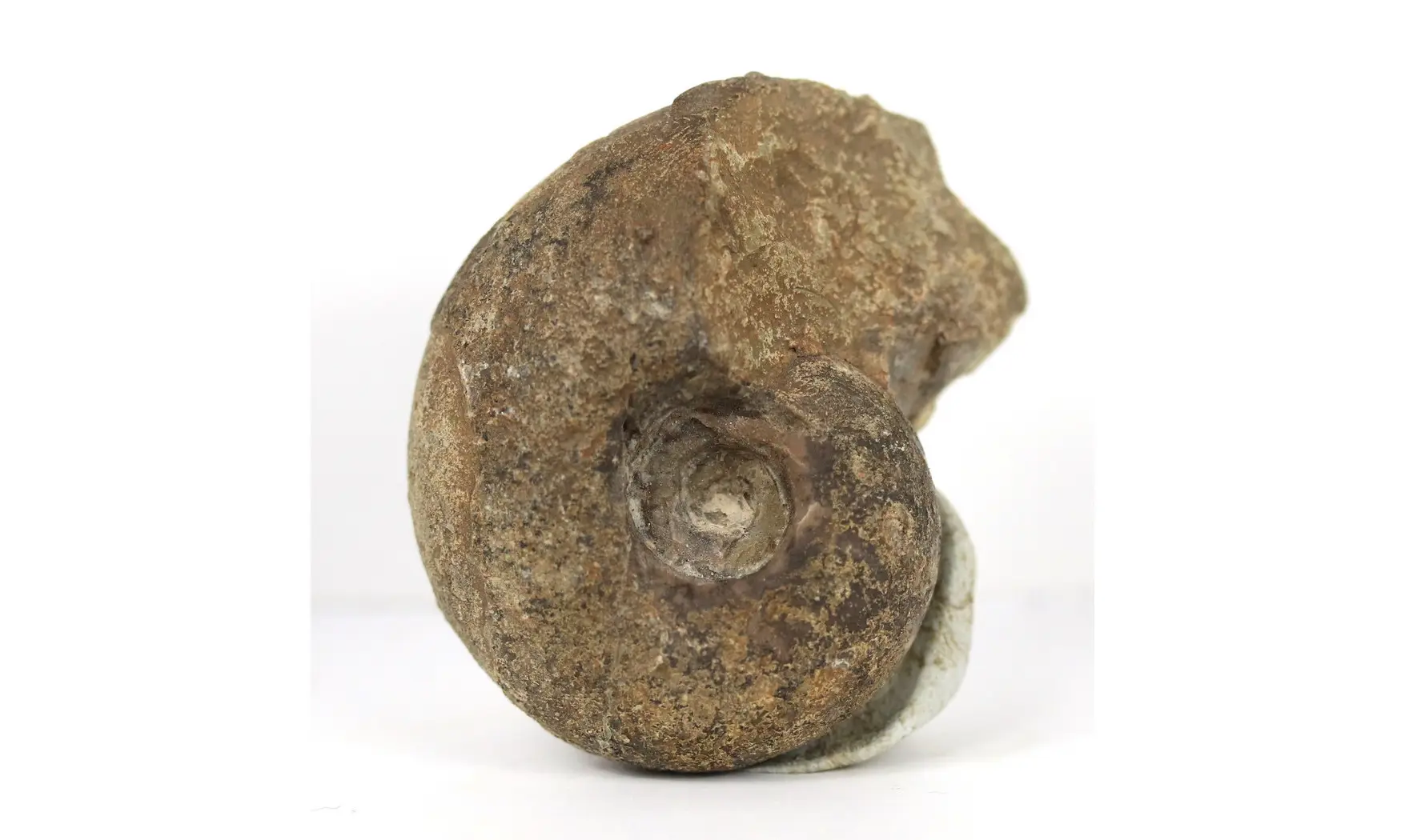 Stellanarcestes eos